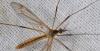 Tipula vernalis